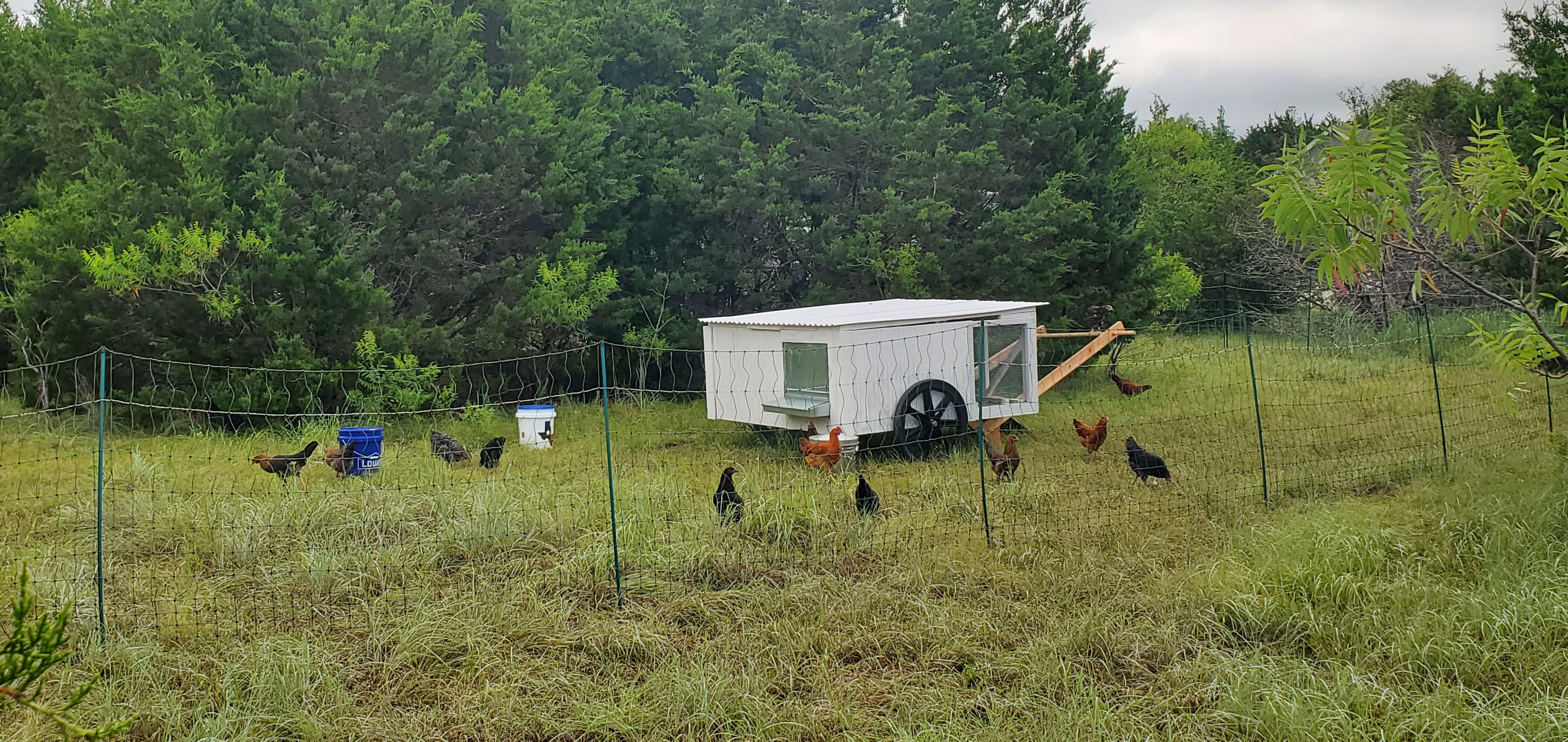 Wide pasture with coop and treeline at Cross Timbers Homestead