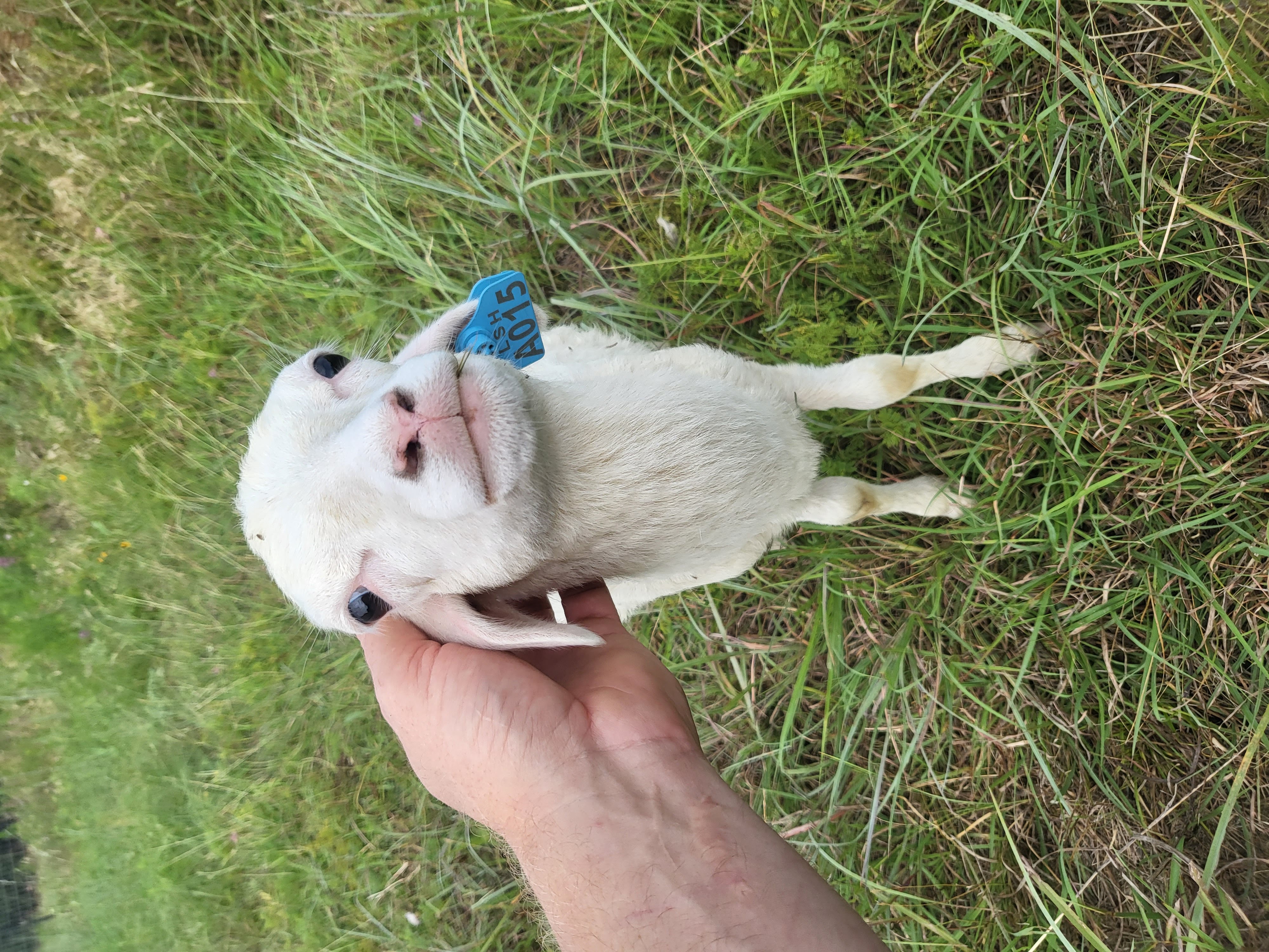A pasture-raised St. Croix lamb on the homestead