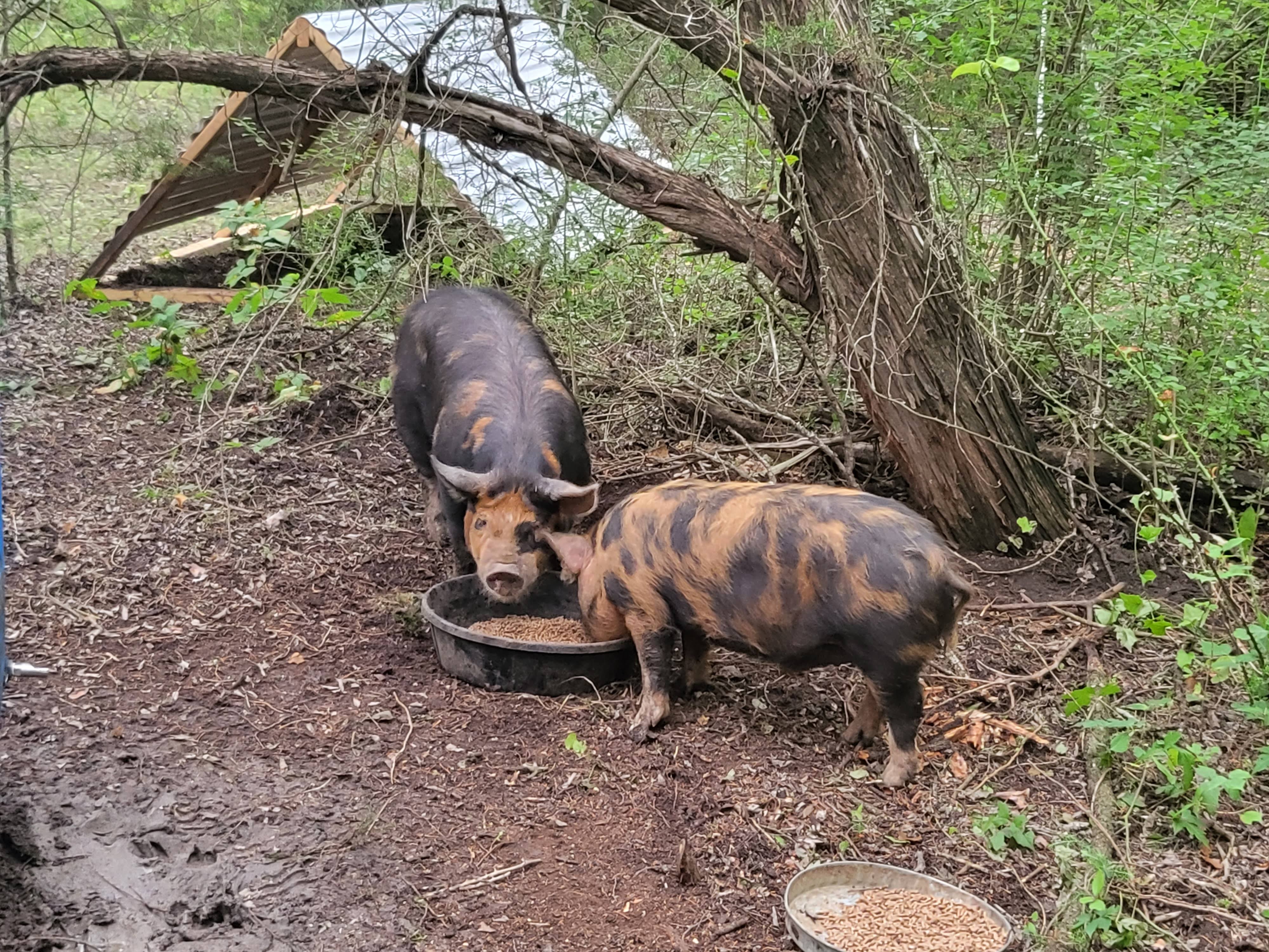 Two pigs drinking from a tub in the wooded paddock at Cross Timbers Homestead